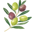 オリーブ